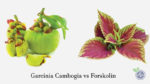 Garcinia Cambogia vs Forskolin