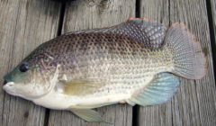 Is Tilapia Good For You