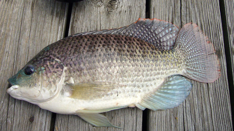 Is Tilapia Good For You?