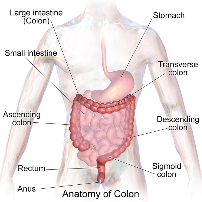 anatomy of colon