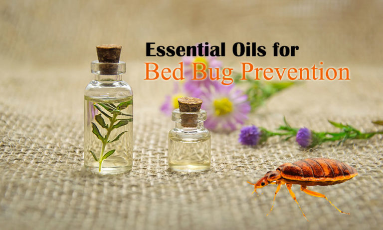 Essential Oils for Killing Bed Bugs