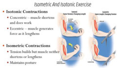 Difference Between Isometric And Isotonic Exercise